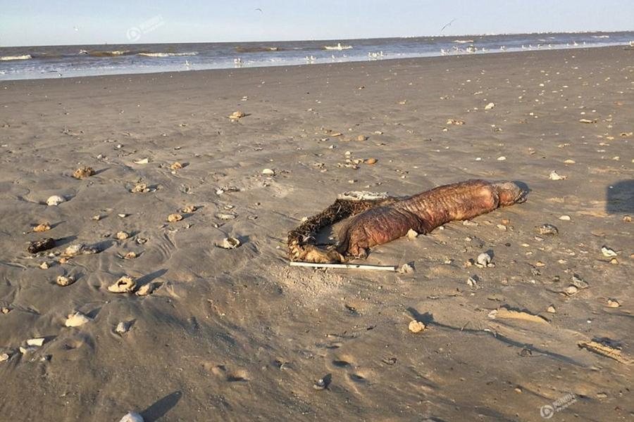 美国飓风过后得州海滩现神秘无眼不明生物