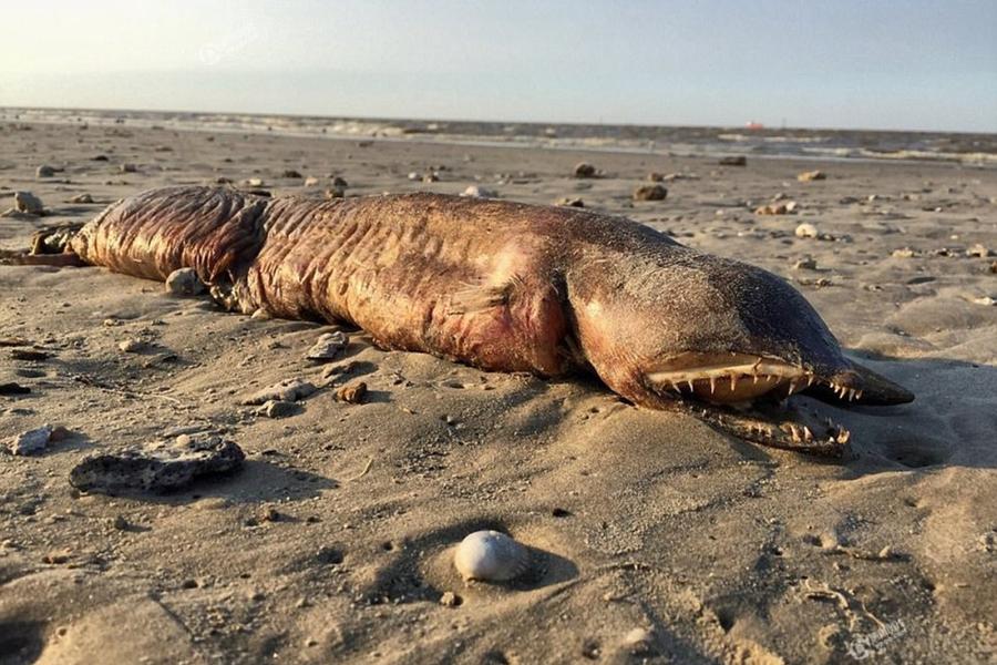 美国飓风过后得州海滩现神秘无眼不明生物