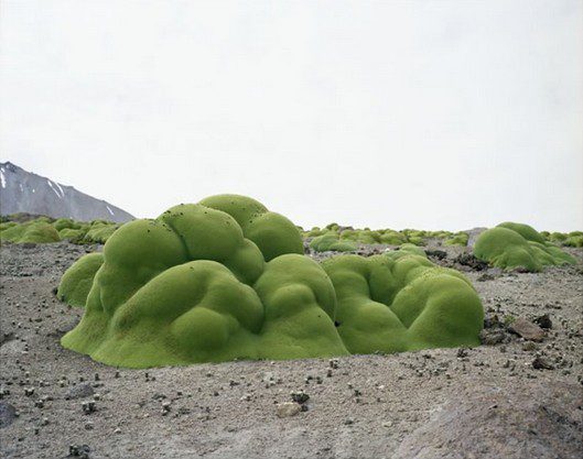 探索地球上最古老的生物